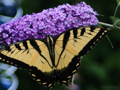 Swallowtail