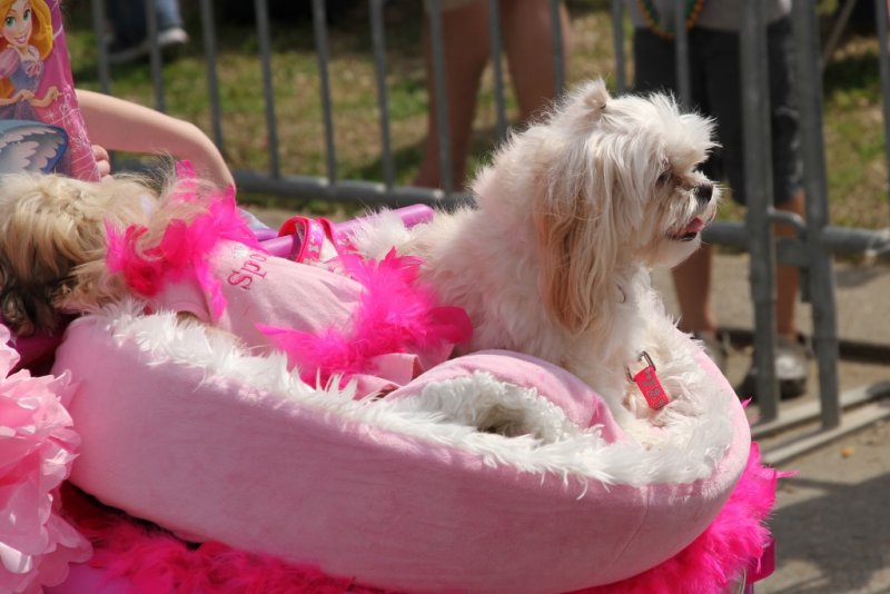 dog parade (64).jpg