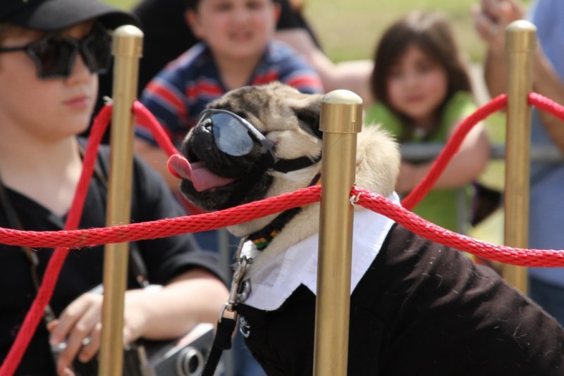 dog parade (69).jpg