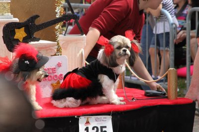 Mardi Paws Dog Parade 2014