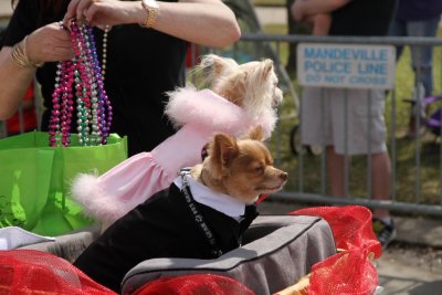 dog parade (67).jpg
