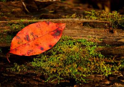 Leaf on a Log