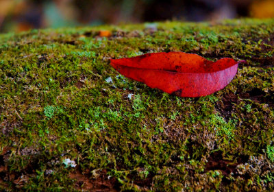 Another leaf on a log