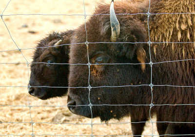 Mom and Baby Bison