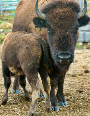 Mom and Baby Bison