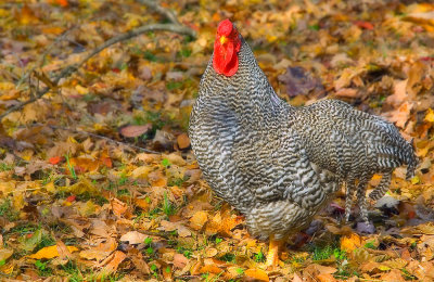 Strutting His Stuff