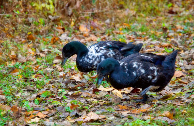Two Little Duckies