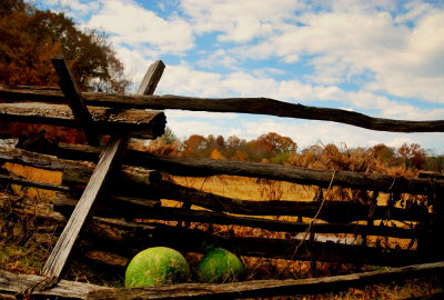 Gourds