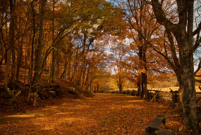 Golden path leading away from Homeplace