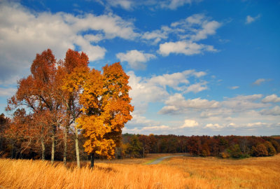 Golden grasses blowing in the wind