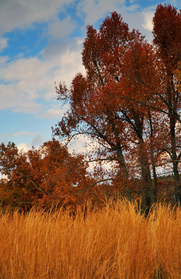 Golden grasses and trees (portrait) 