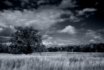 The Lone Tree ( black & white version)