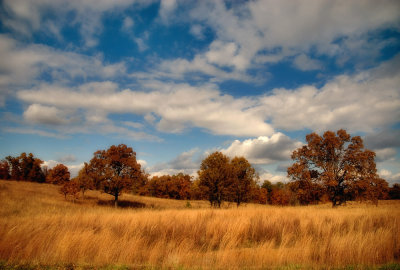 We Three Trees