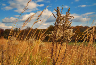 Golden Grasses