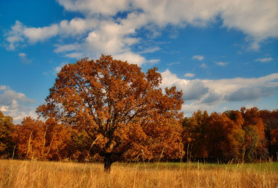 A different lone tree