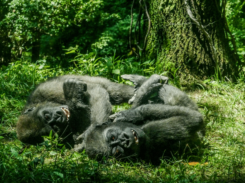 webgorillasP1460045_0193.gif