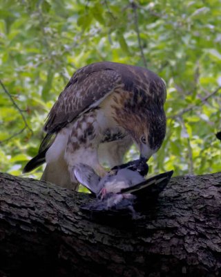 webhawk-prey-pigeon2P1190357_8749.jpg