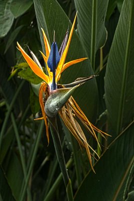 webflowerHDR2.jpg