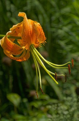 weborange-blossomHDR2.jpg