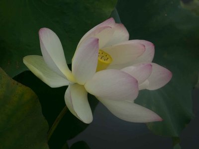 weblotusP1310066_1428.jpg