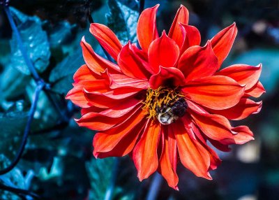 webbee-in-redP1310741_2119.jpg