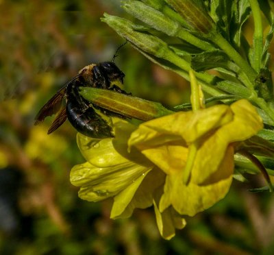 webbee-and-blossomP1320188_2570.jpg