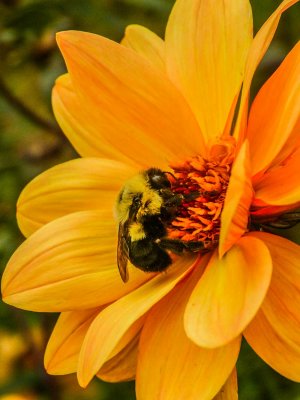 webbee-in-orange-blossomP1320364_2766.jpg