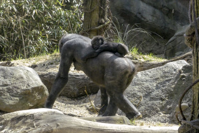gorilla and childP1110984_1879.jpg