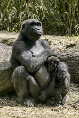 gorilla childP1110964_1859.jpg