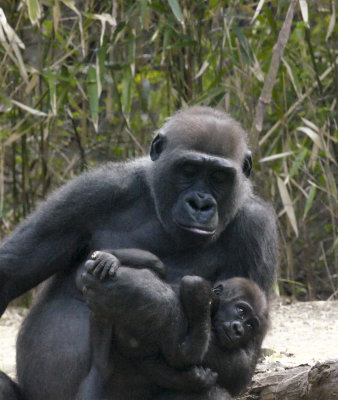 gorilla madonna and childP1110932_1827.jpg