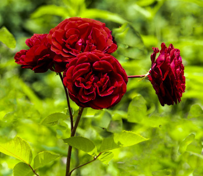 rose-among-greenP1320503_6191.jpg