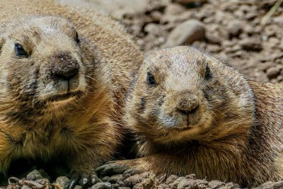 webprairiedog-coupleP1330894_7364.jpg