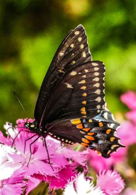 webswallowtail2P1350350_9108.jpg