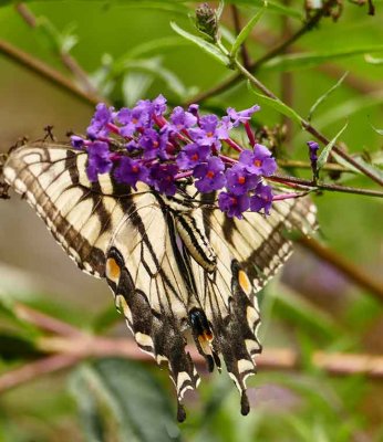 webtiger-swallowtailP1350192_8949.jpg