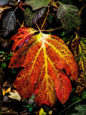 webautumn-leafP1370724_1050.jpg