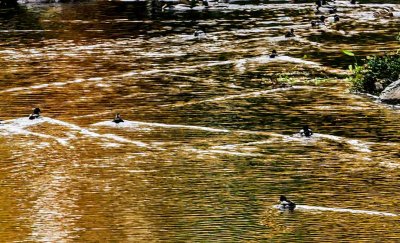 webduck-pondP1370694_1020.jpg
