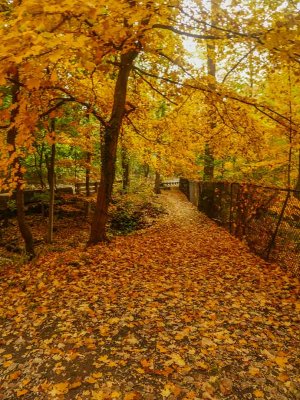 webautumn-pathP1380867_2024.jpg