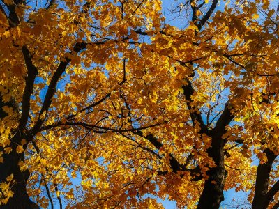 weblast-autumn-leavesP1390104_2682.jpg