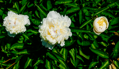 web3-white-blossomsP1410928_5790.gif