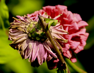 webbackviewP1430619_7756.gif