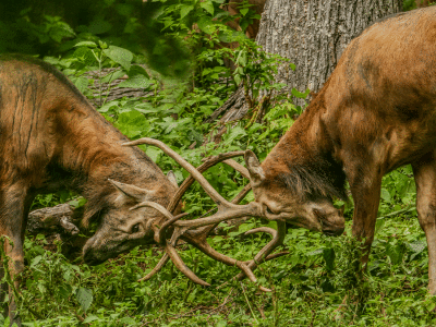 webbucks-buckingP1450818_9971.gif