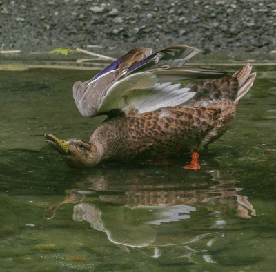 webduckP1450849_0002.gif