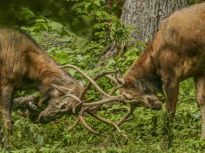 bucks buckingP1450818_9971.jpg