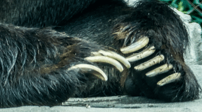webbear-clawsP1460347_0495.gif