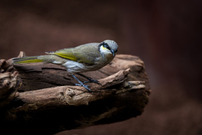 Singing Honeyeater