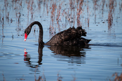 Black Swan