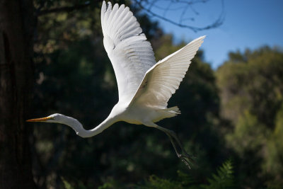 Great Egret