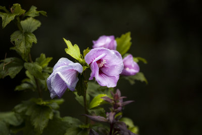 Floral surprise