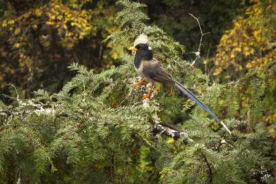 Yellow-billed Blue Magpie 