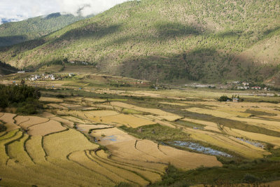 Rice ready for harvest